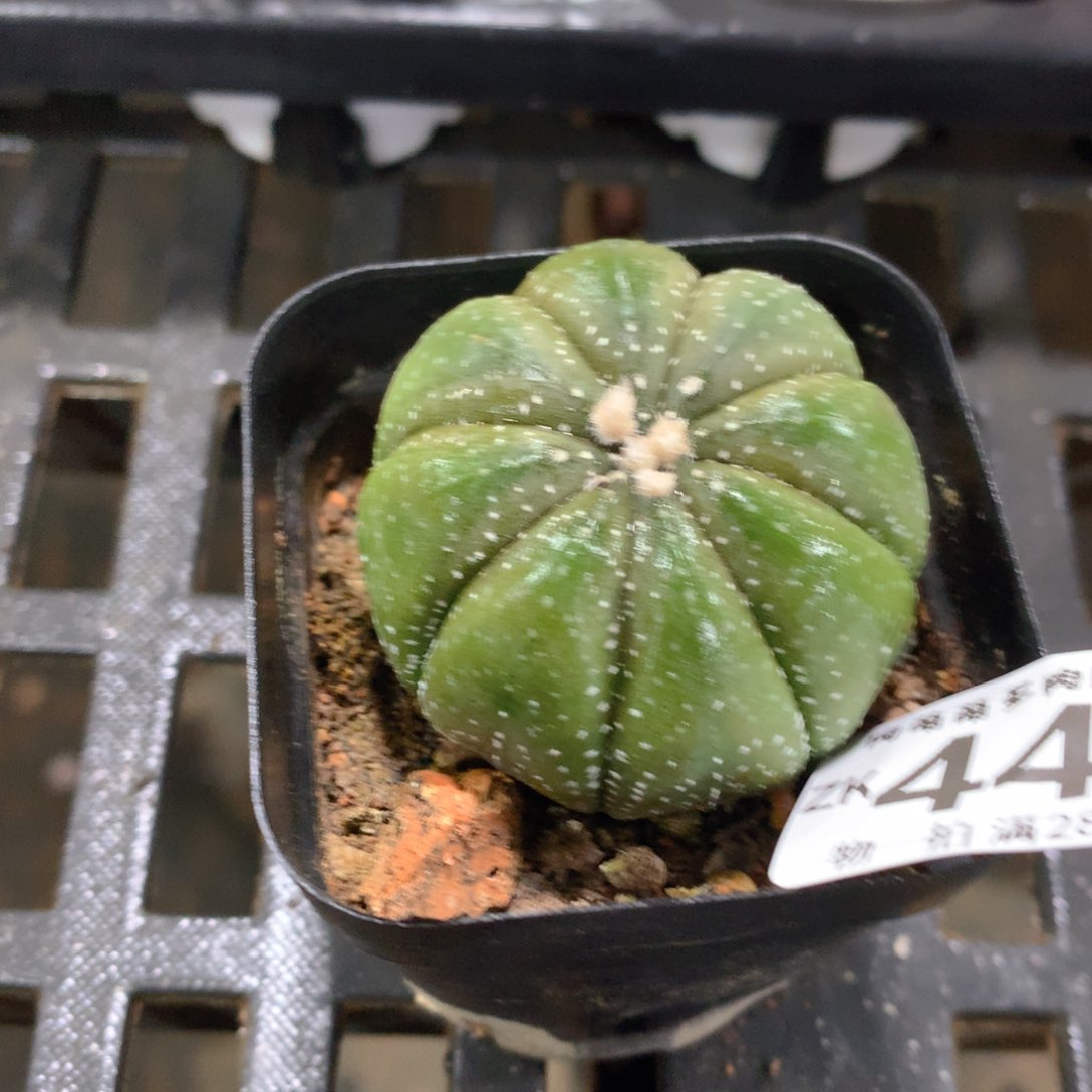 肉萌萌拇指盆精控多肉ZK441