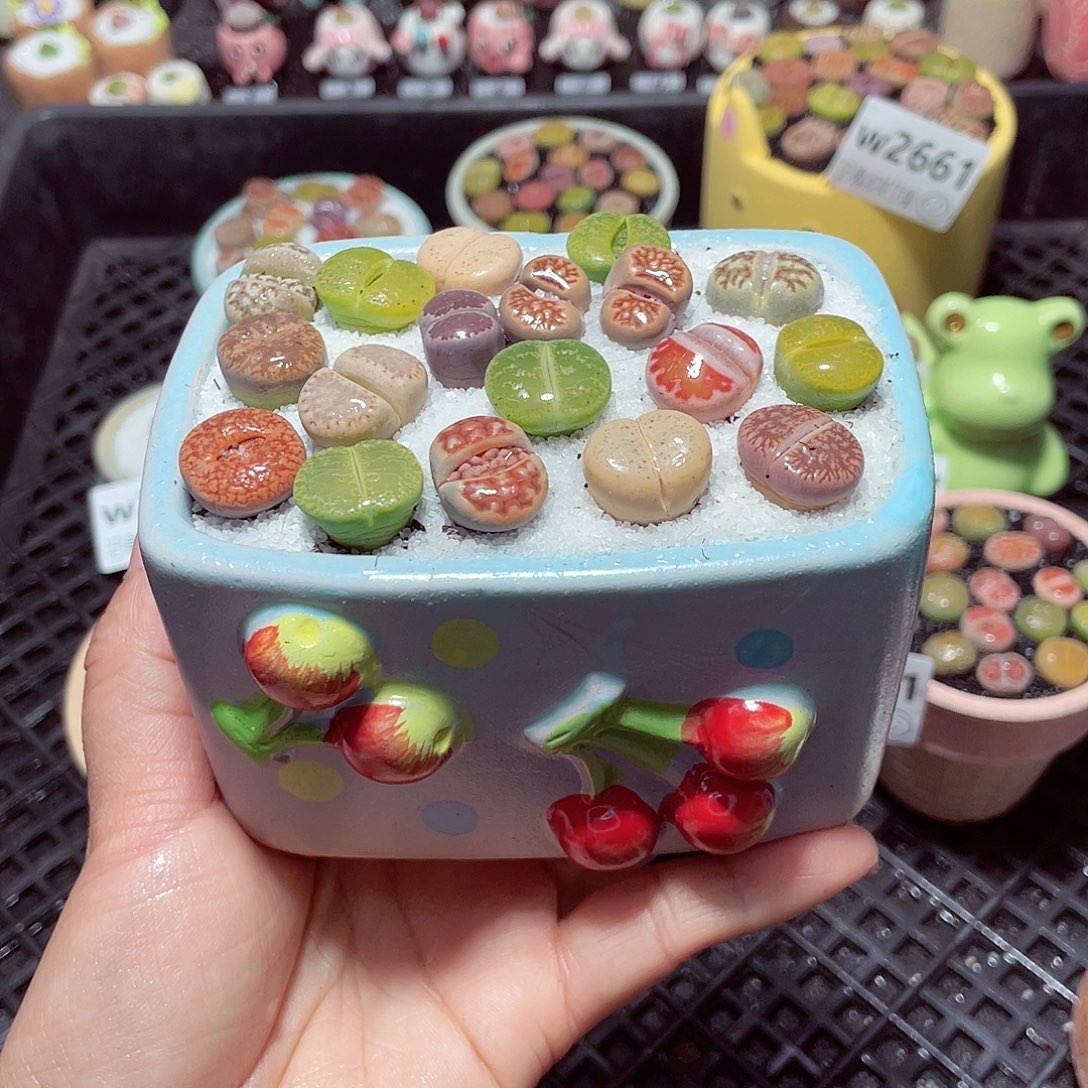 w3670 带盆土发货-零下地区拍保温箱