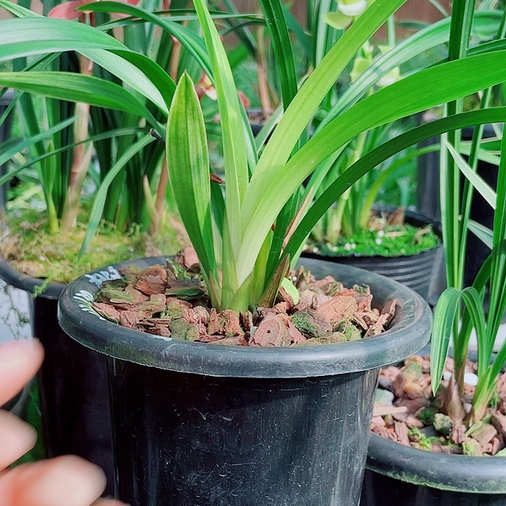 周***周完全开放一物一漂亮