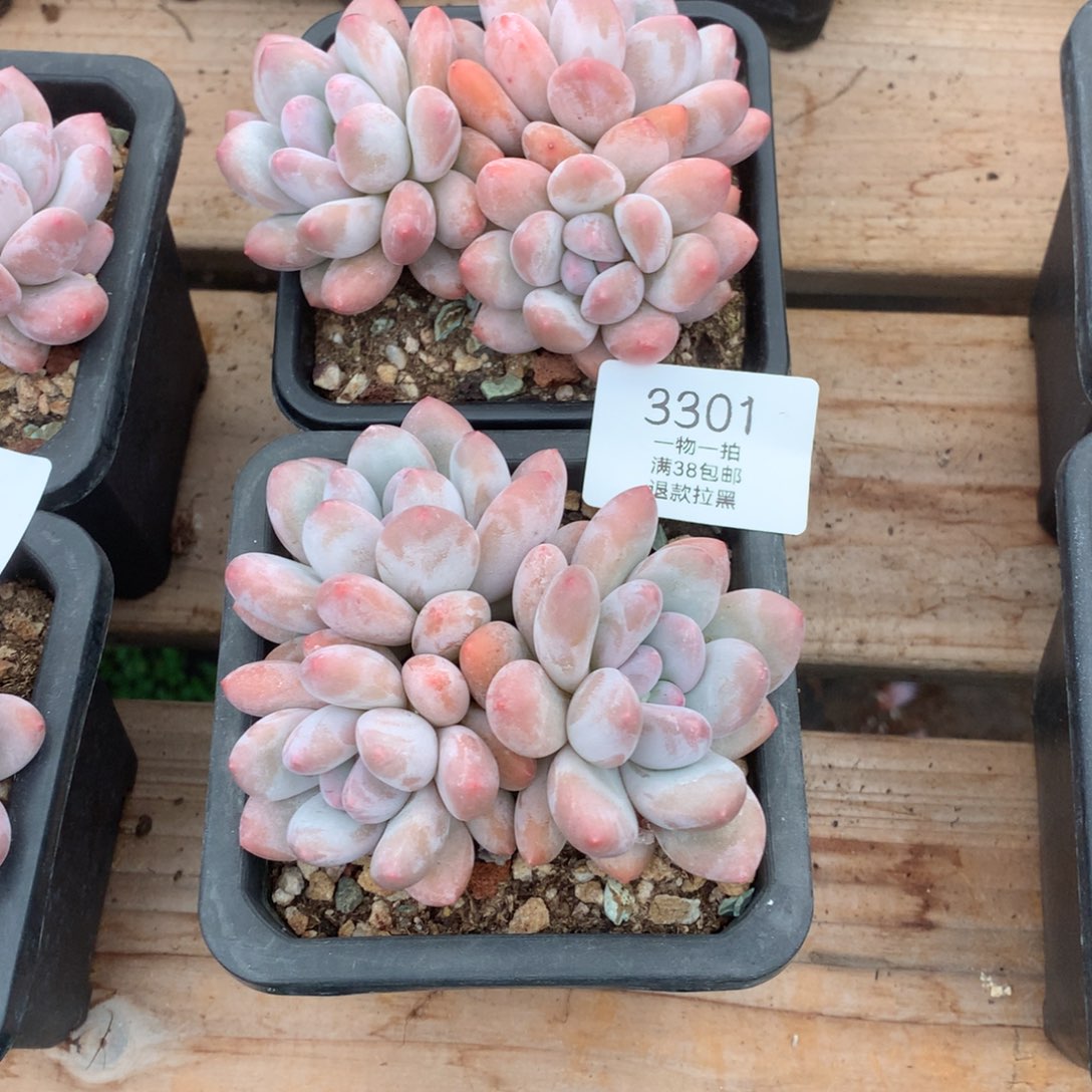 10厘米三头香水多肉3301