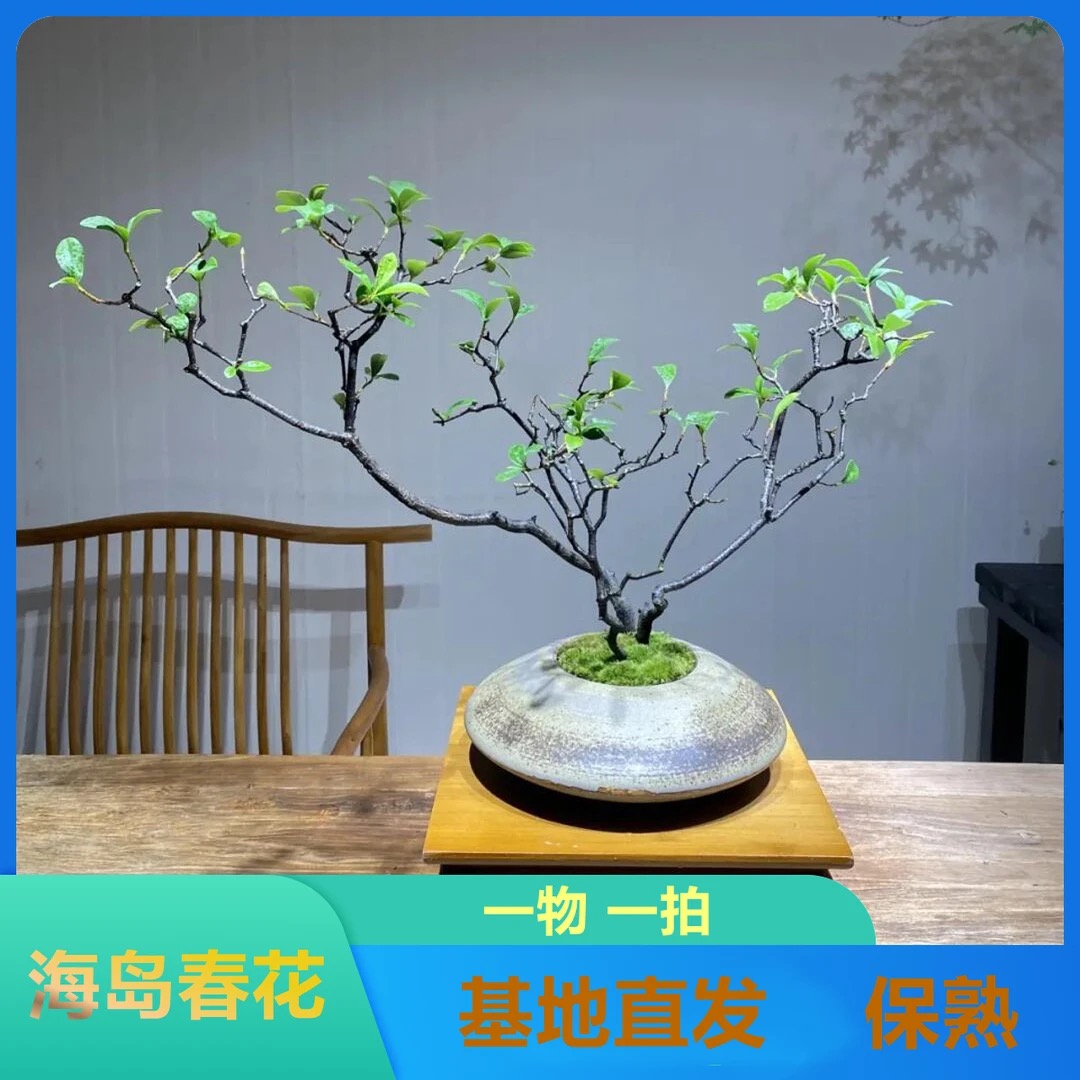 海岛春花栀子花老桩熟桩茶台飘各种桩型（直播间报价一物一拍）
