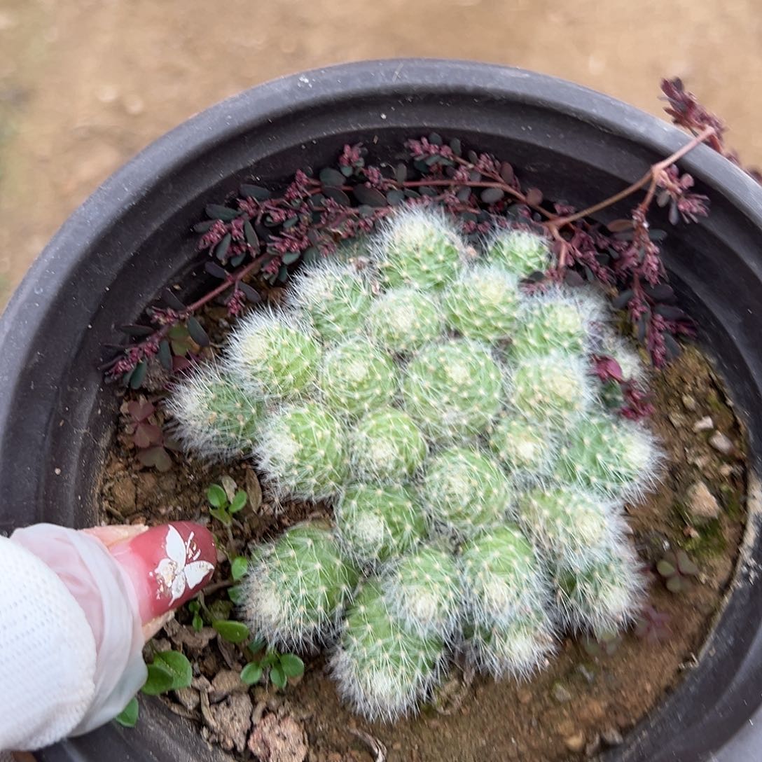 多肉植物多肉植物