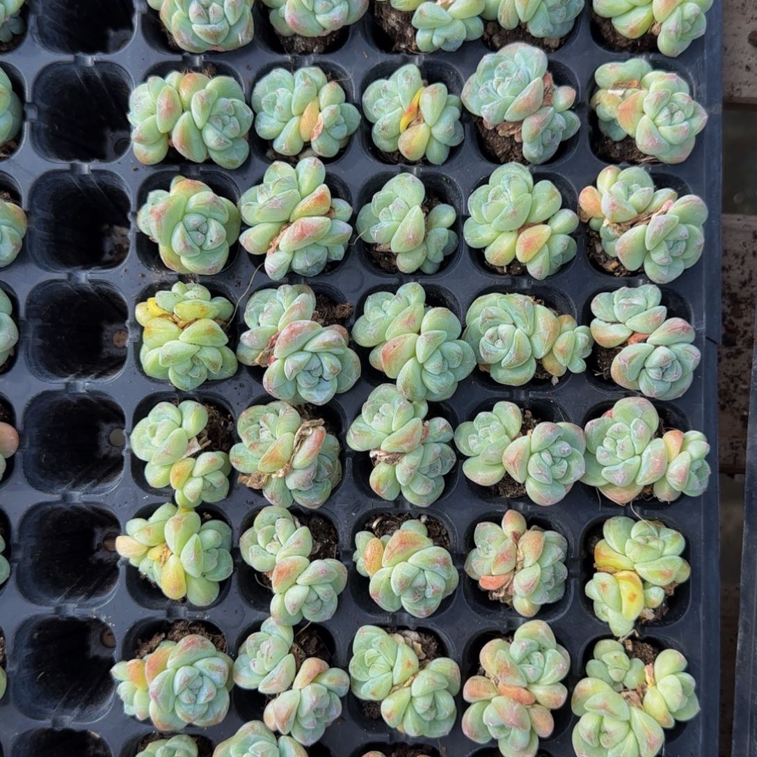 5颗一组双头琥珀冰玉特价