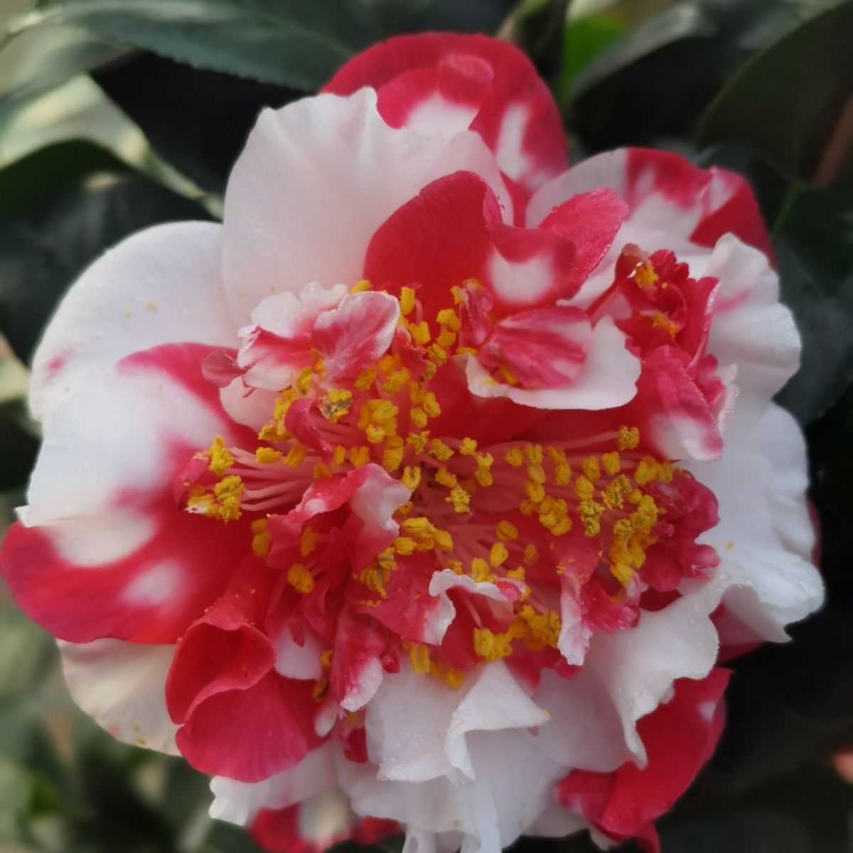 遮乳茶花盆栽绿植带花苞树苗花卉大型室内动态四季重瓣名贵老桩