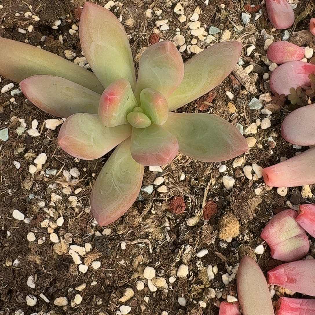 斯卓贝多肉一颗福利