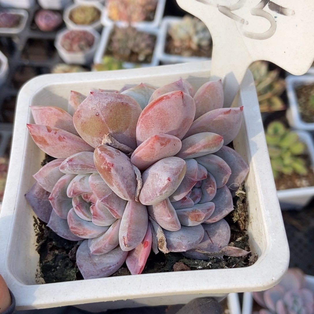 225石榴籽多肉植物保护