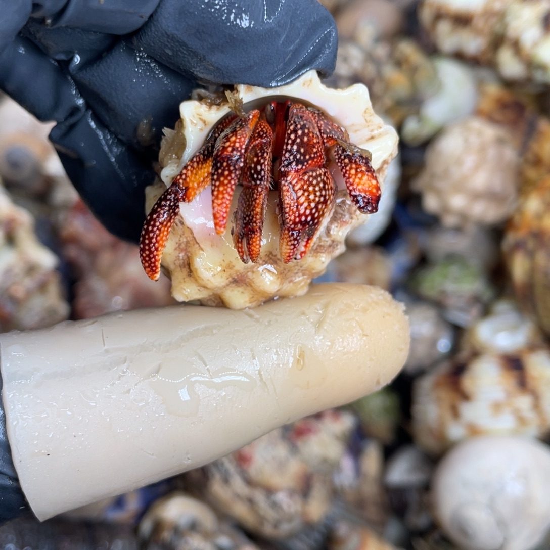 不退不换活体宠物7