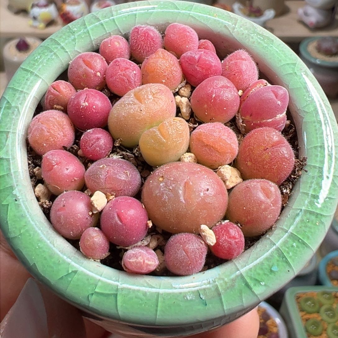 多肉植物160号毛翠滴