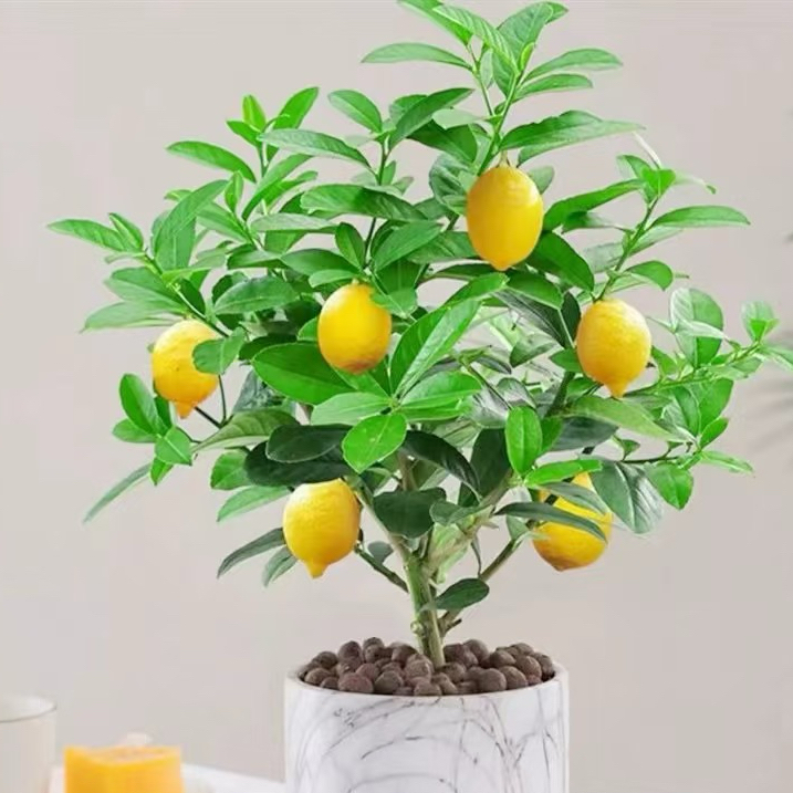广东四季香水柠檬树盆栽地栽带花带果可室内外摆放阳台好养绿植