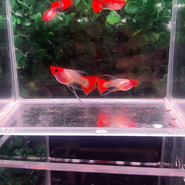 孔雀鱼红头玻璃猫c体1对