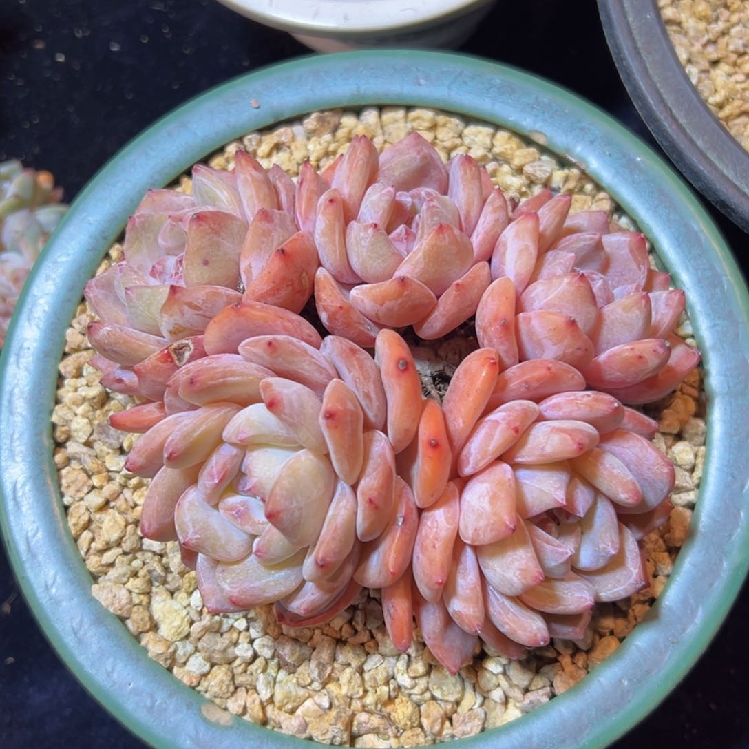 新年快乐 新年快乐