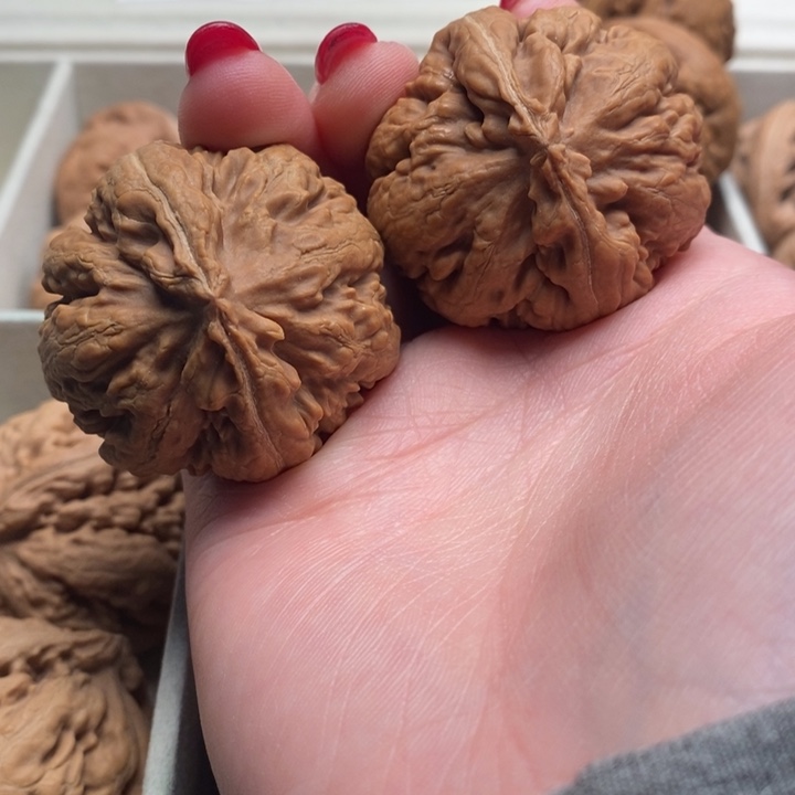 M***龍霸王龙全品无修一刀没动