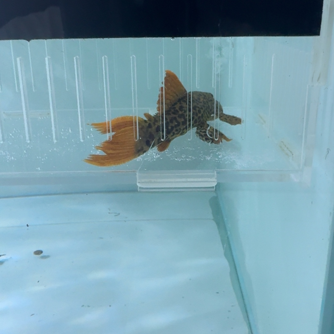 海水帝王血钻12cm+