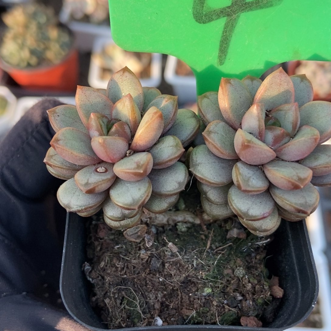 4葡萄多肉植物多肉