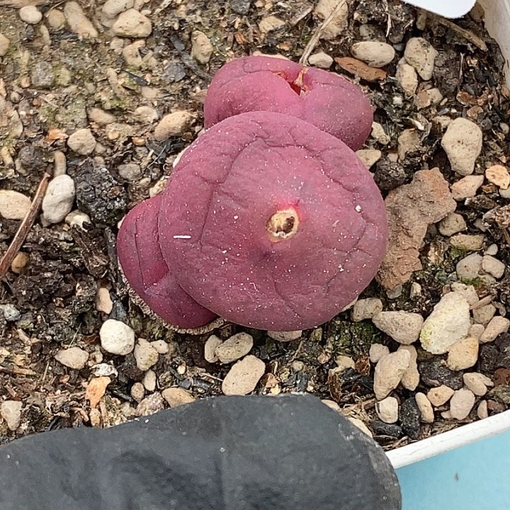 桃喜花园0130-18杂交福利