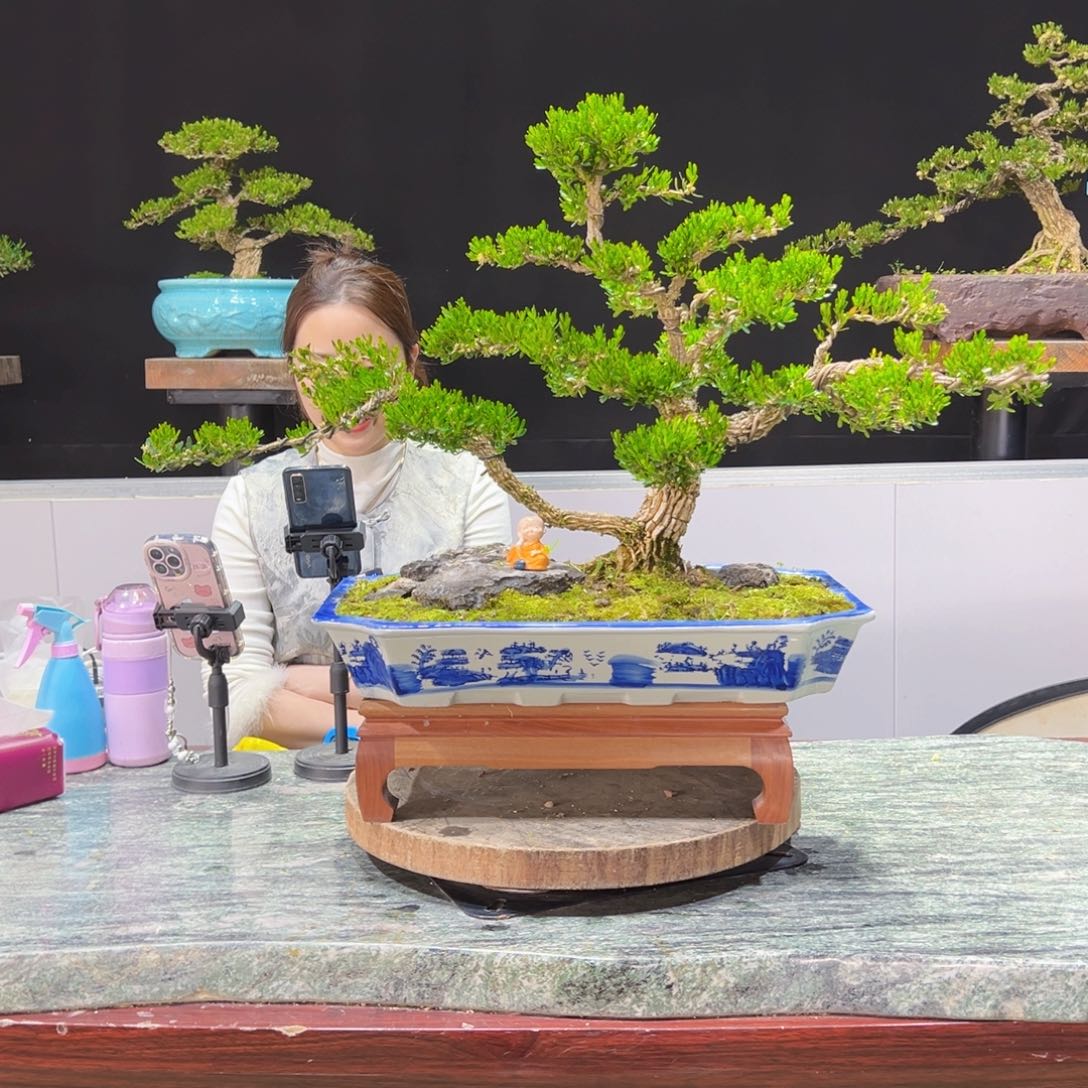 四季常青老桩黄杨盆景