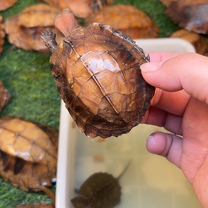 荒***家绿毛龟母剧院闭壳龟