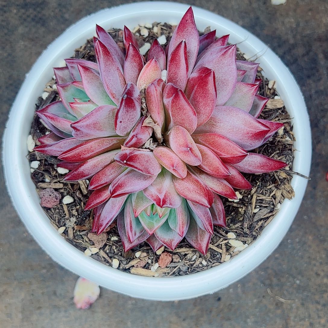 夜魔侠3头一物一拍