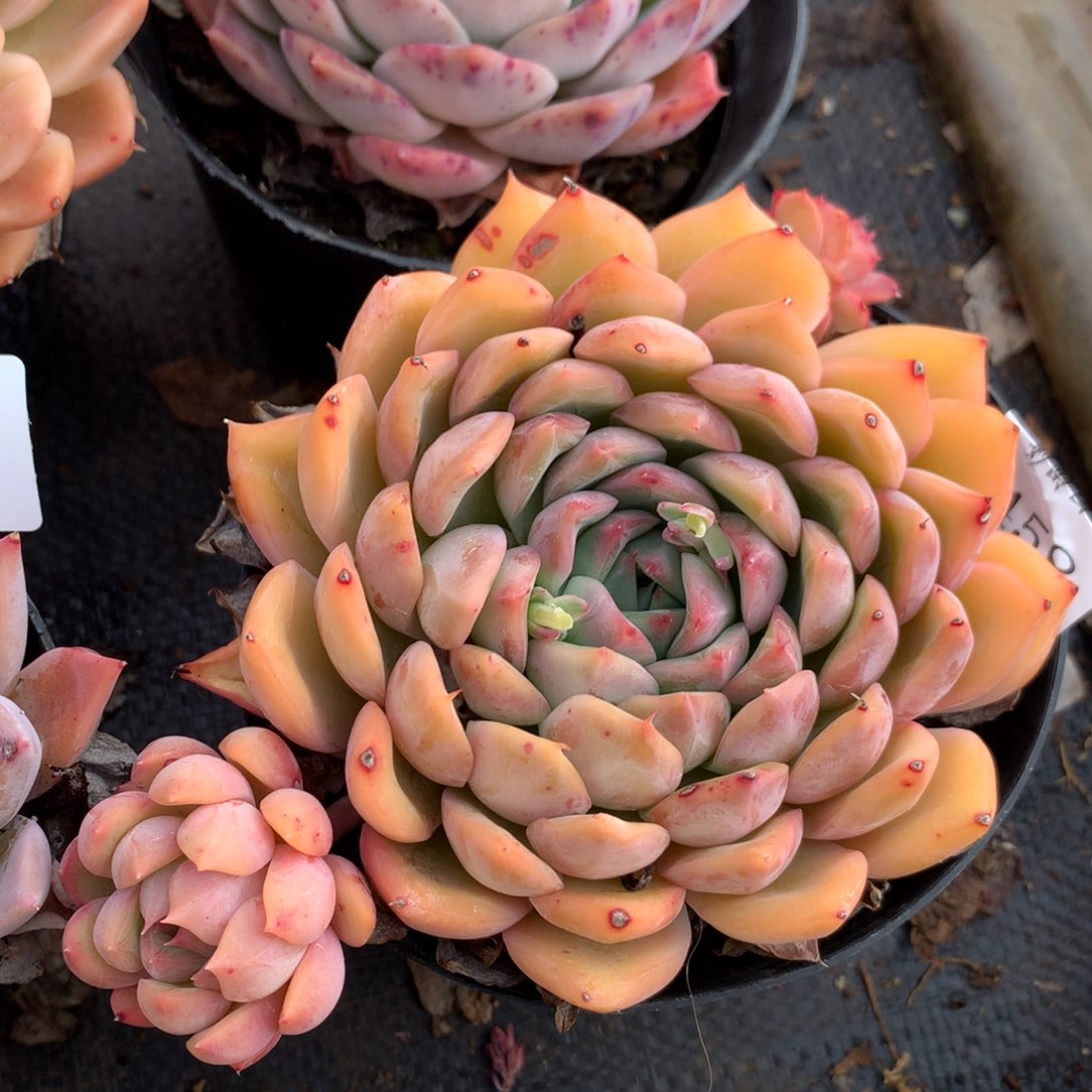 458新年快乐发发发