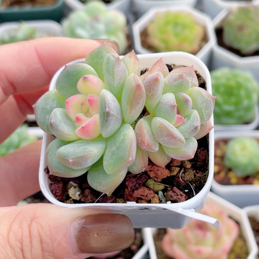 24号糖心冰心珍妮