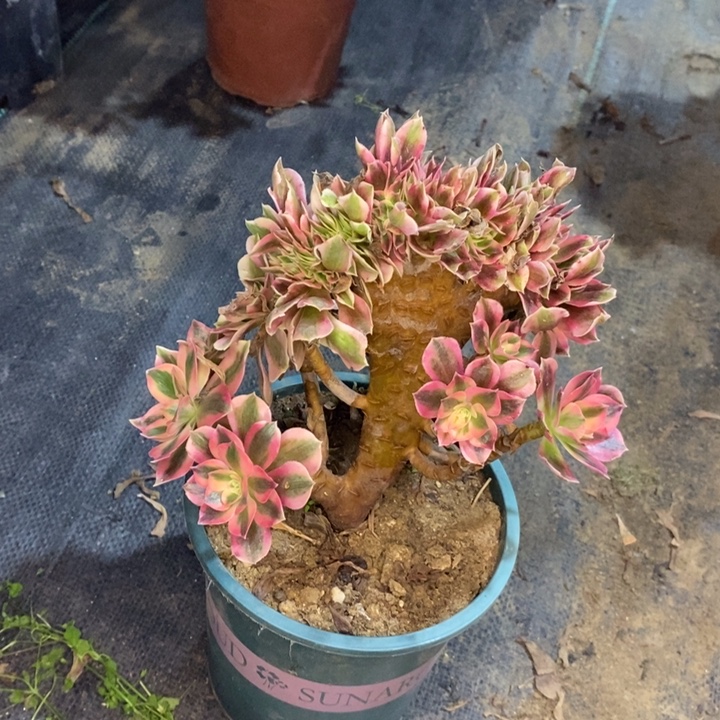 粉女巫缀多肉植物57