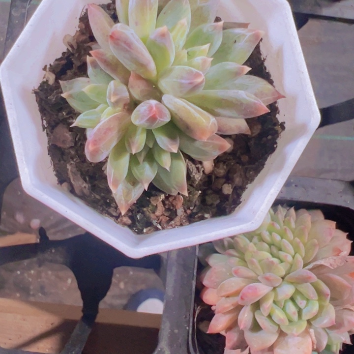 历**师专拍多肉植物大战