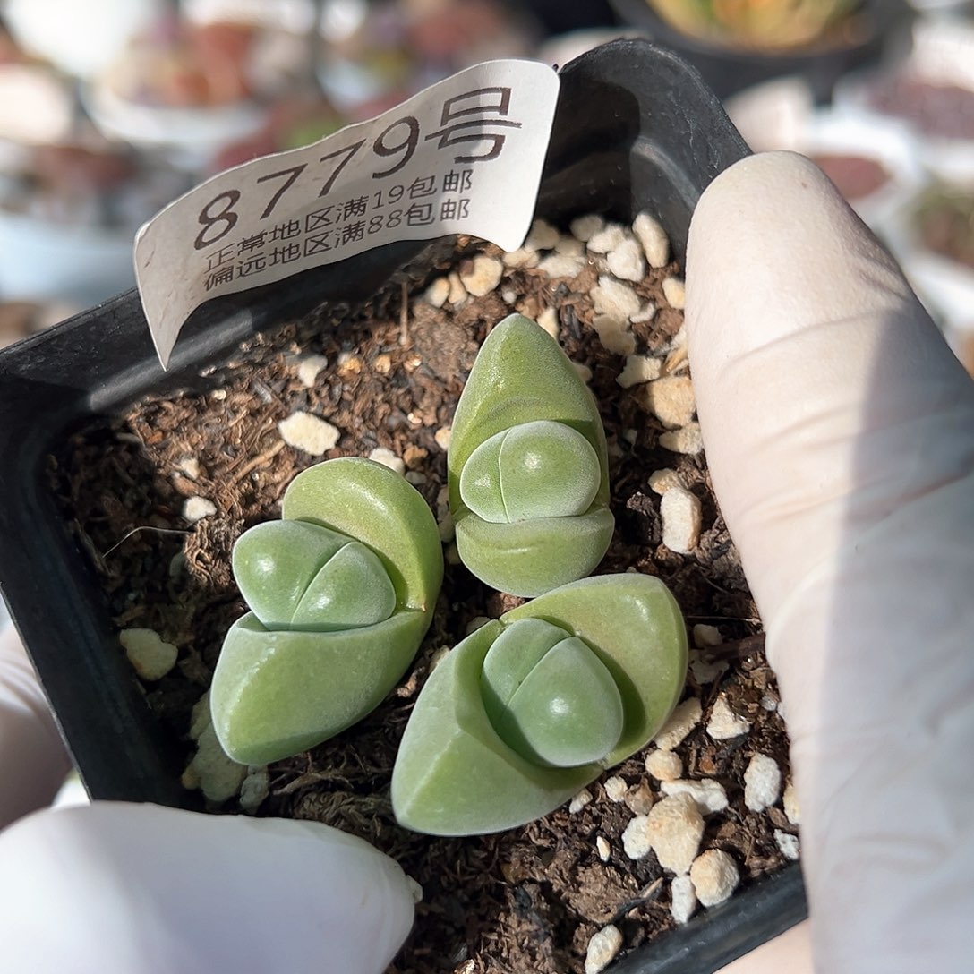 好养易活生石花大母本8779