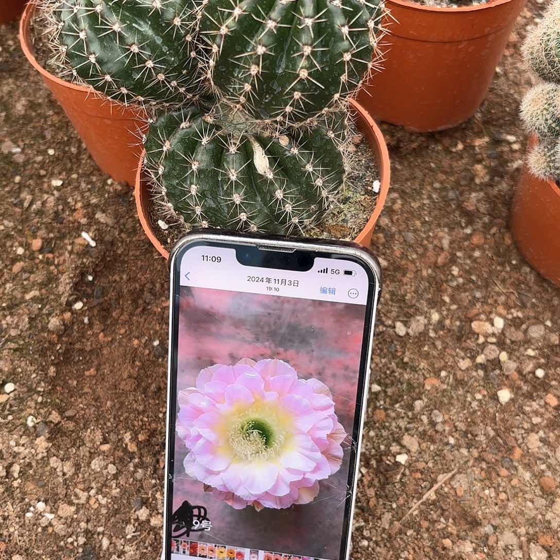 彩草9号7公分米奇头