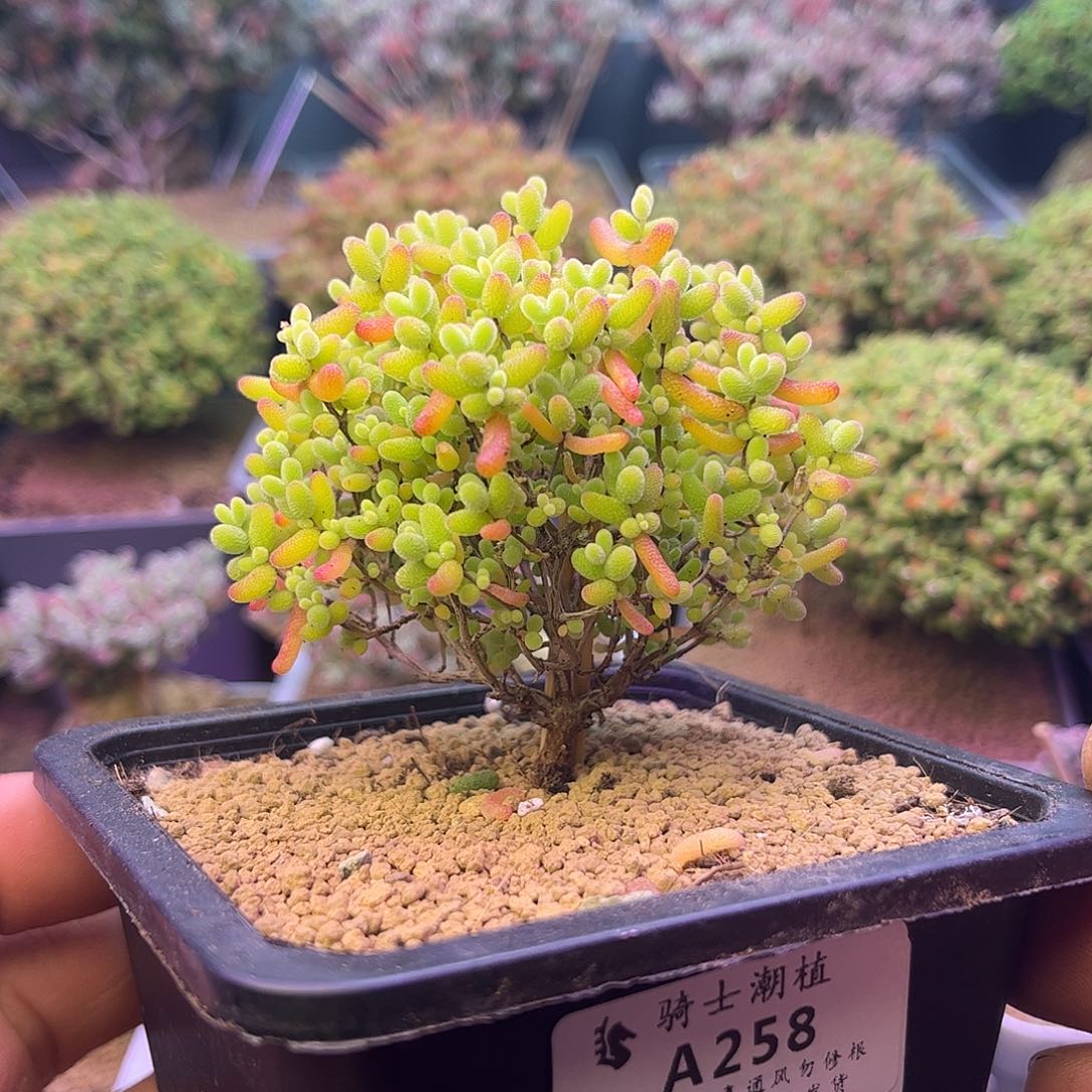 258蜜橘糖球枝干多肉