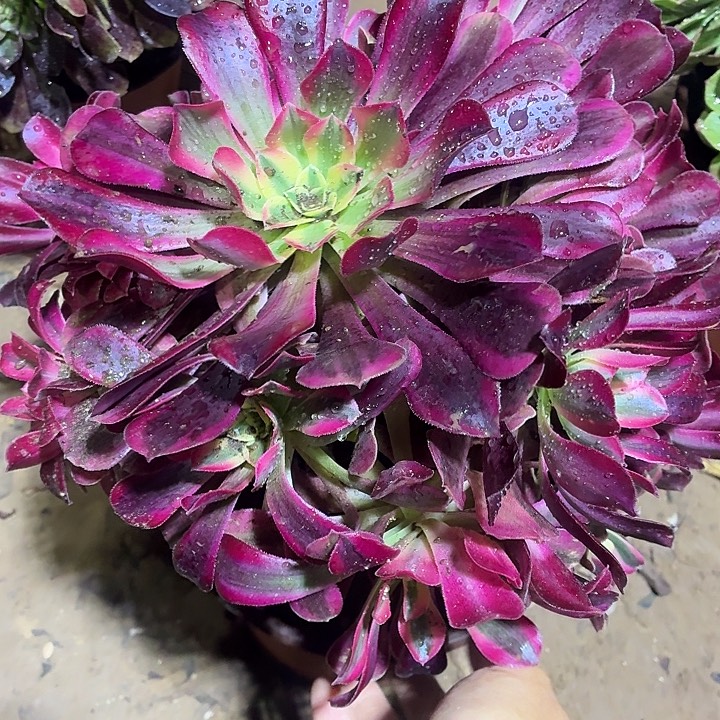 美杜莎一颗脱土15.8