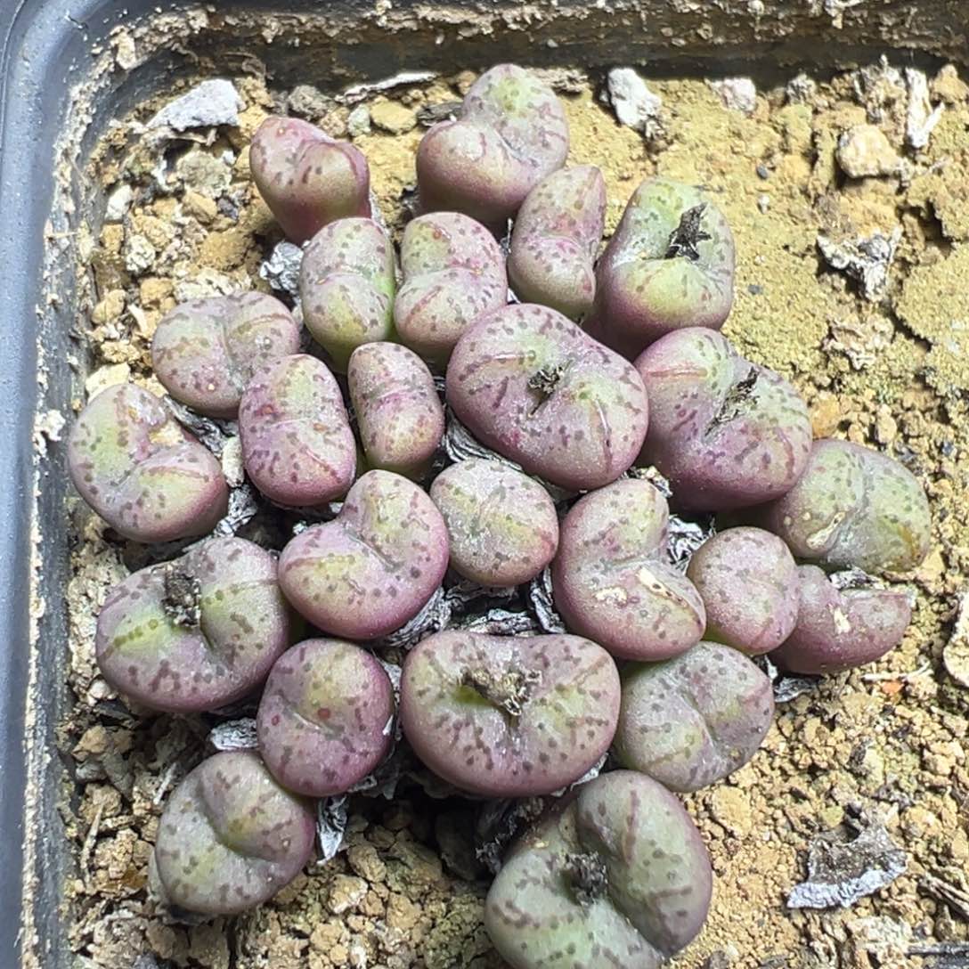 【闪购商品】 383。