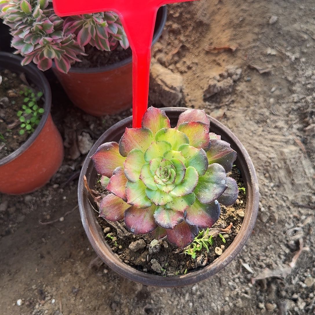 雅***鑫4578海王七彩多肉法师