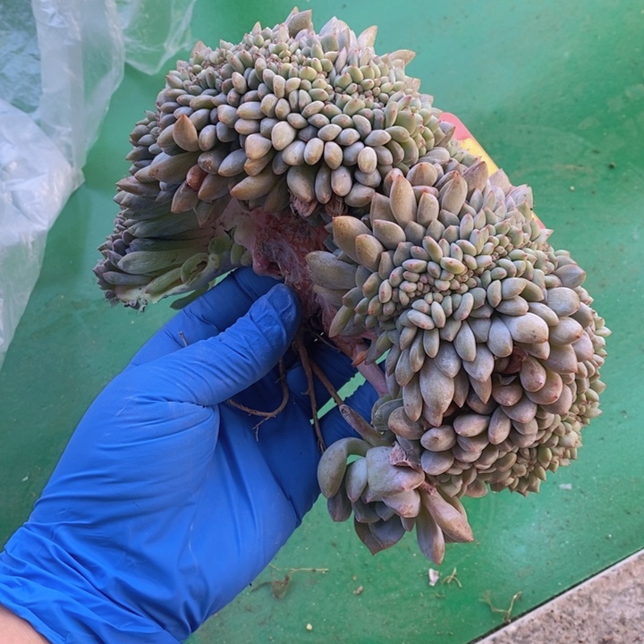 332号瑕疵缀特价，20厘米左右。