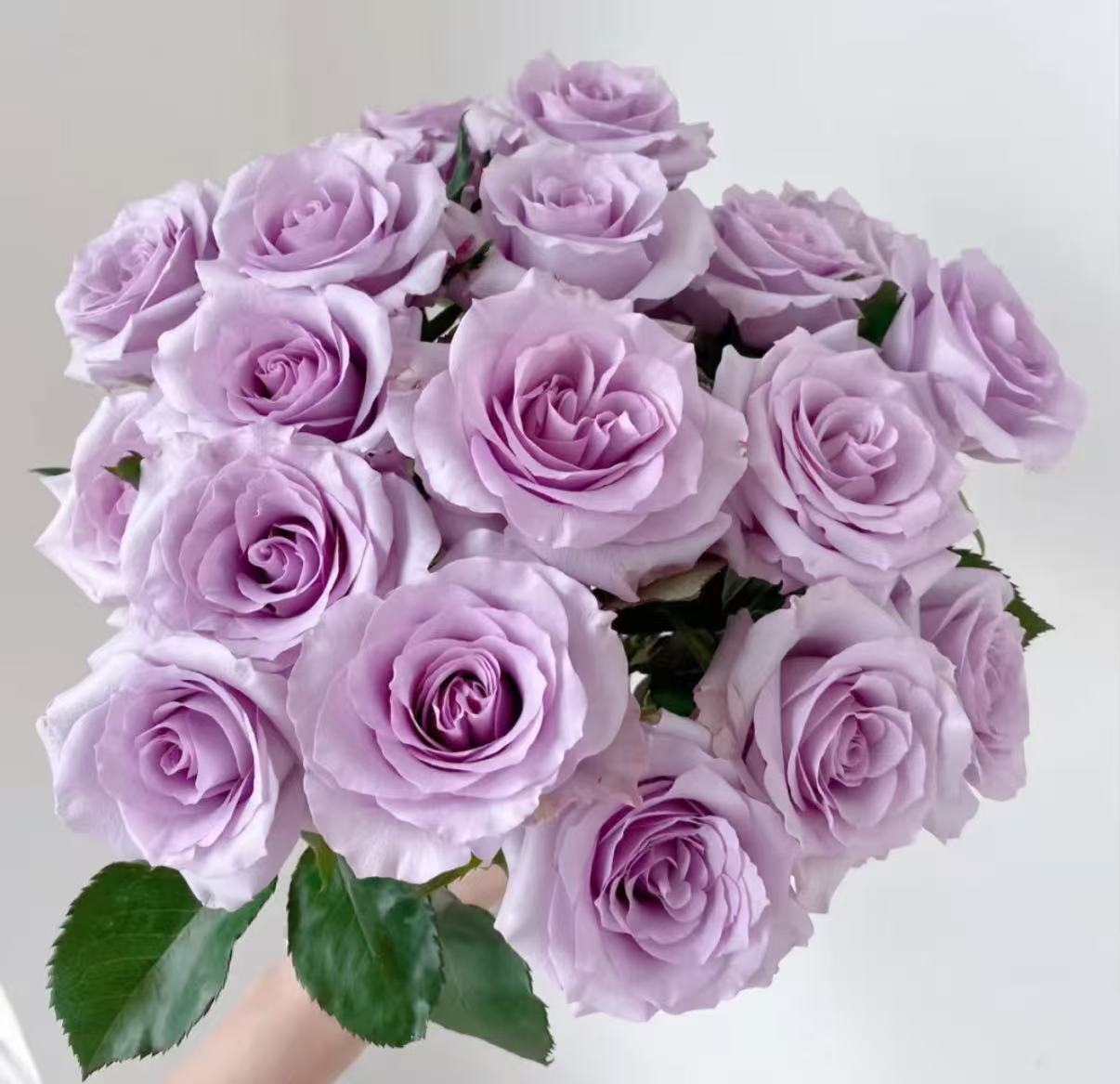 （蔓蔓）海洋之歌15+5支防损 1单包邮