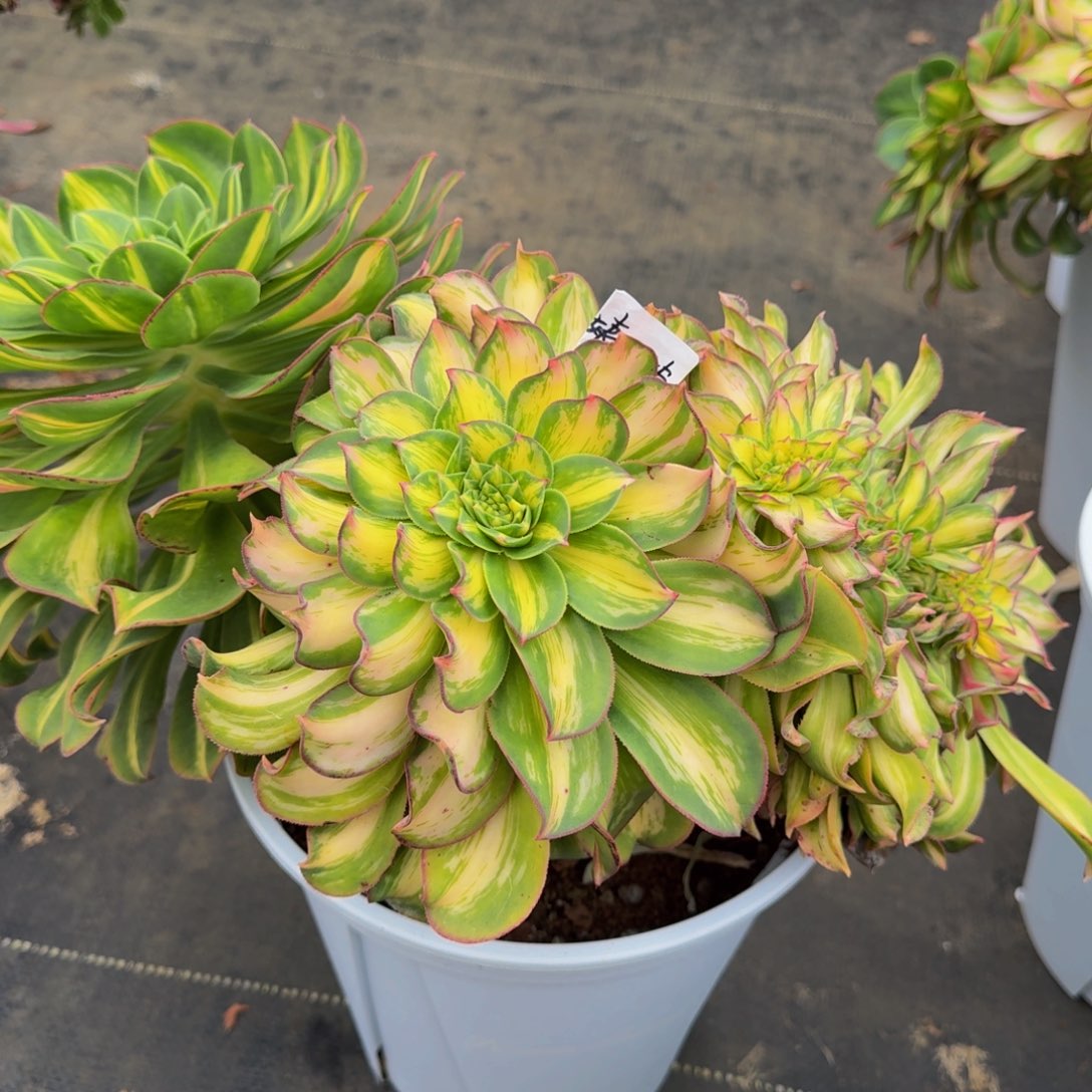 二***姨彩蝶 缀 法师  锦