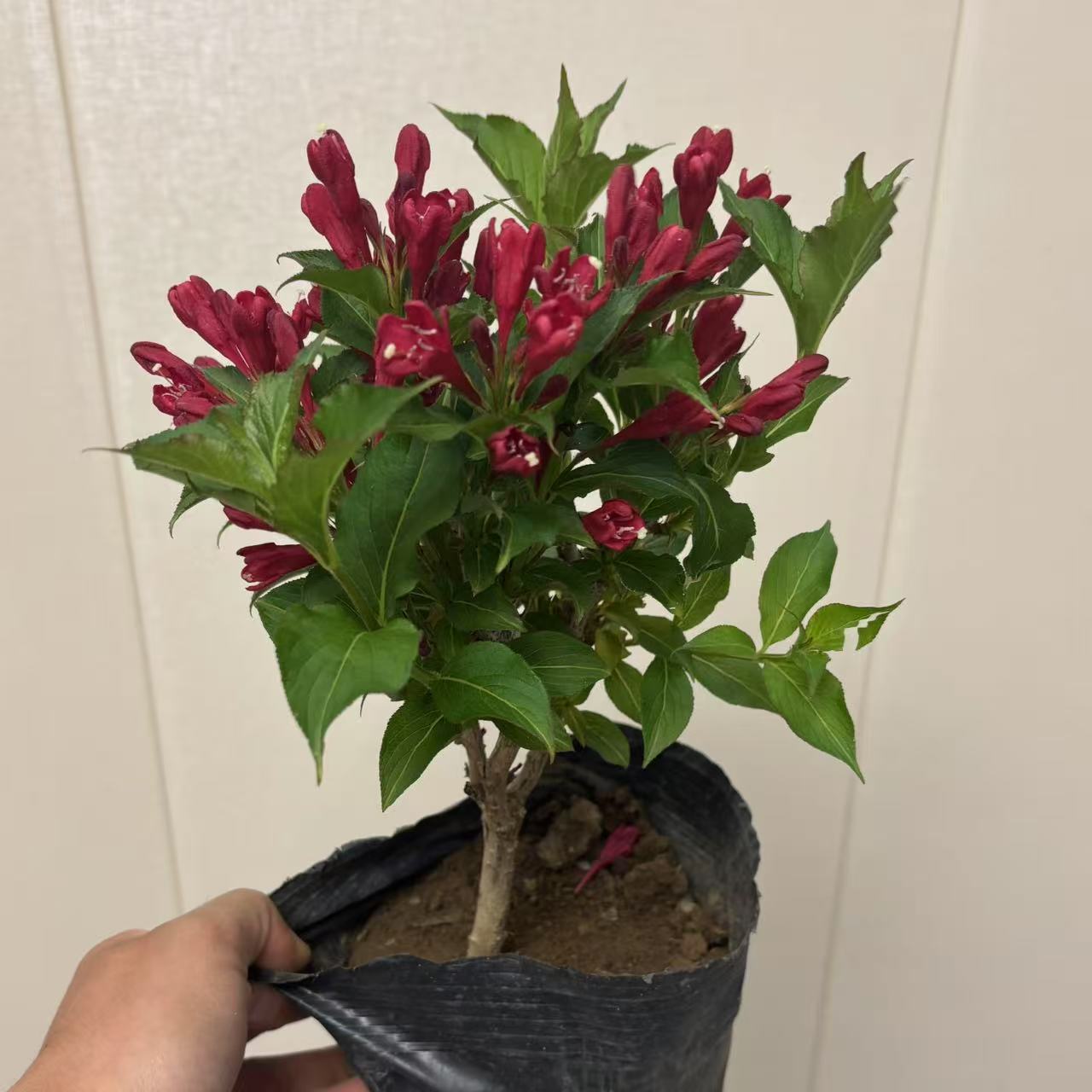 耐寒红王子锦带花苗庭院绿化地栽盆栽花卉植物