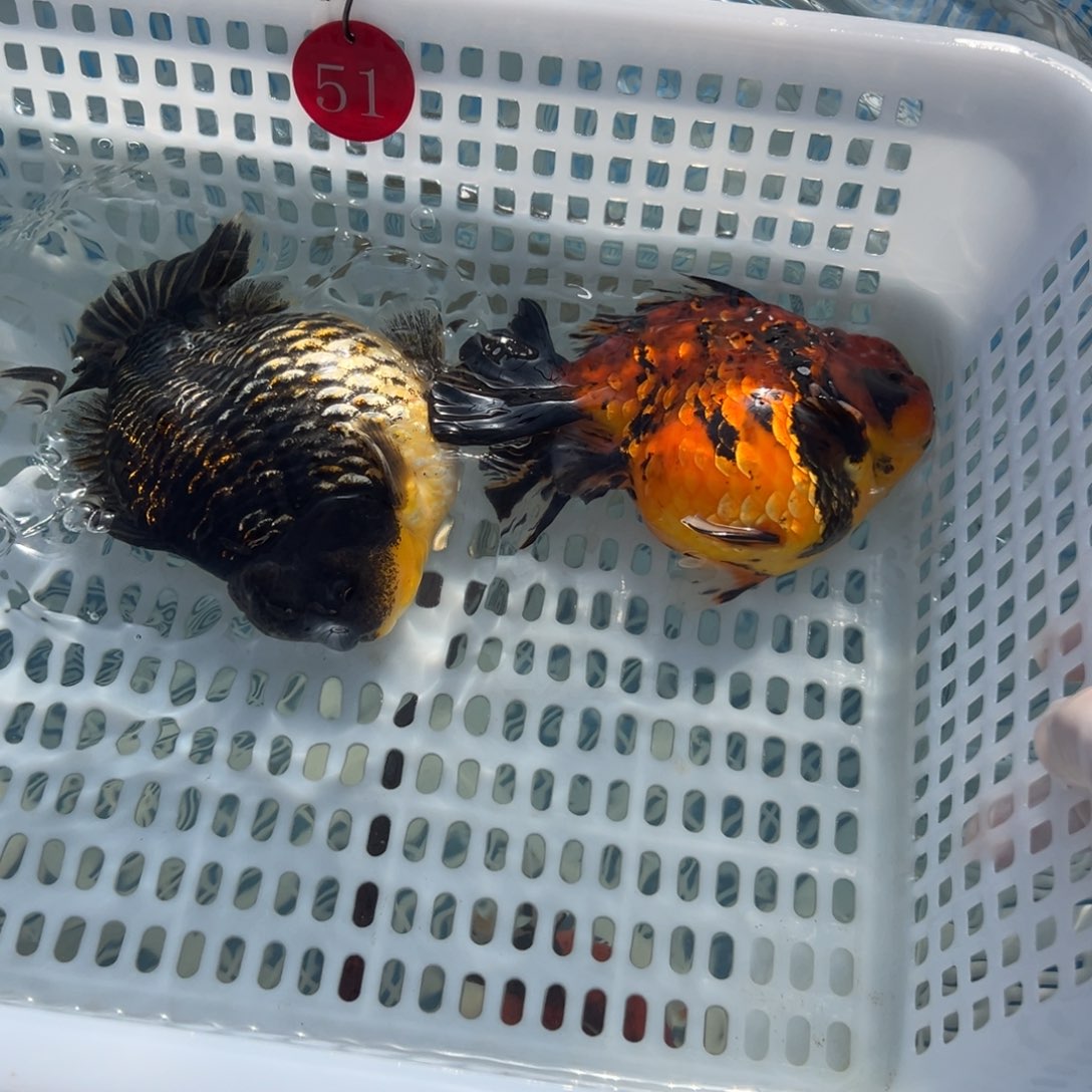 弎***字金鱼你好吗我好想你啊