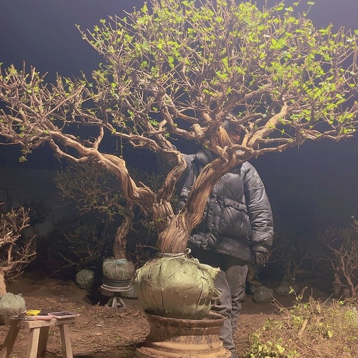 无花朵金银花老桩6666