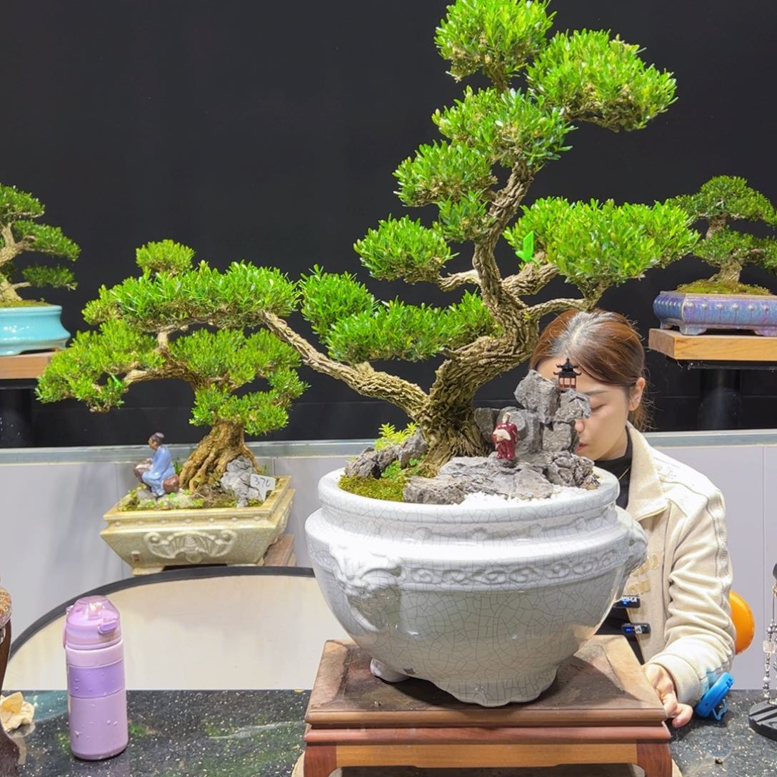 黄杨盆景老桩四季长青