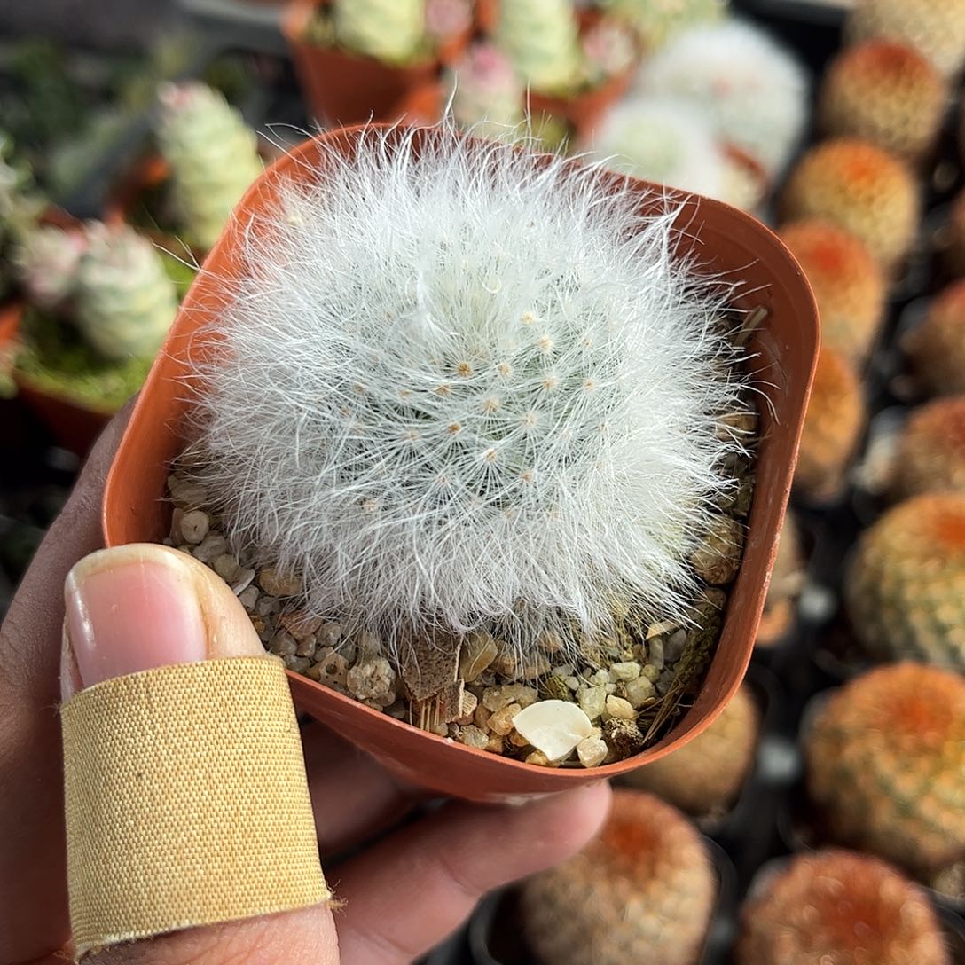 无刺丽光殿单头发货单头