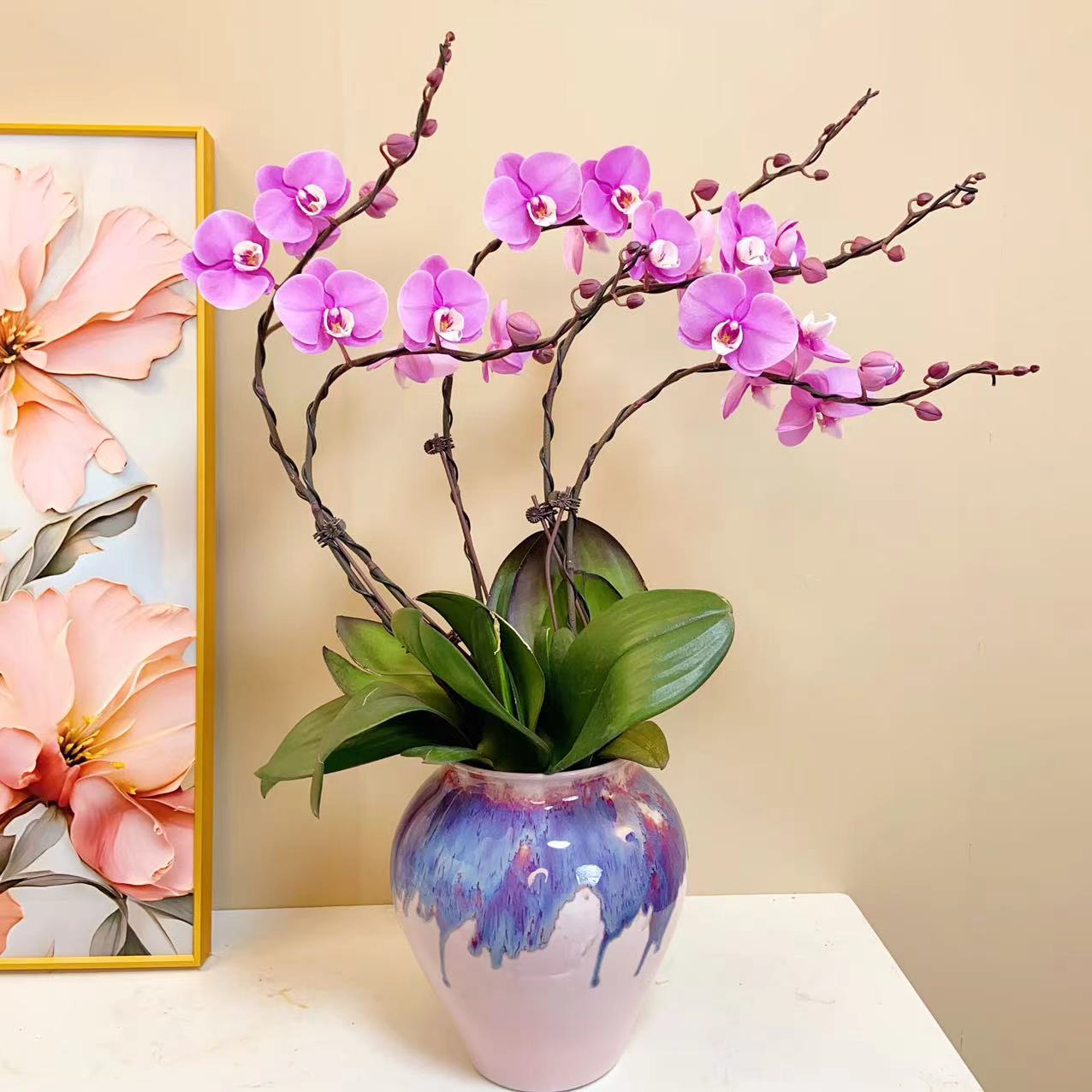 A+级【赛冰冰】精品鲜花 蝴蝶兰