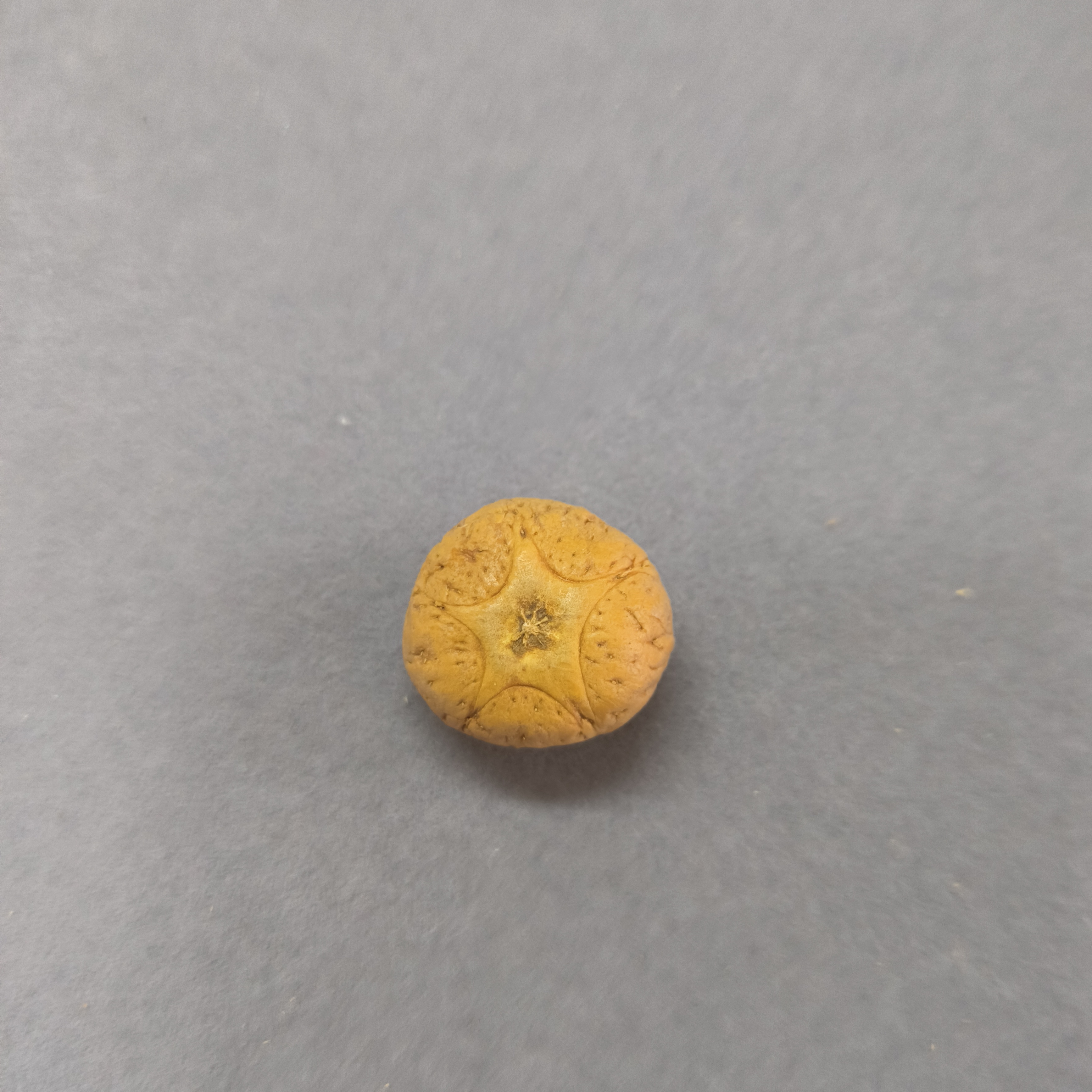 【WF521045】直径21mm厚14mm五星单颗尼泊尔凤眼菩提