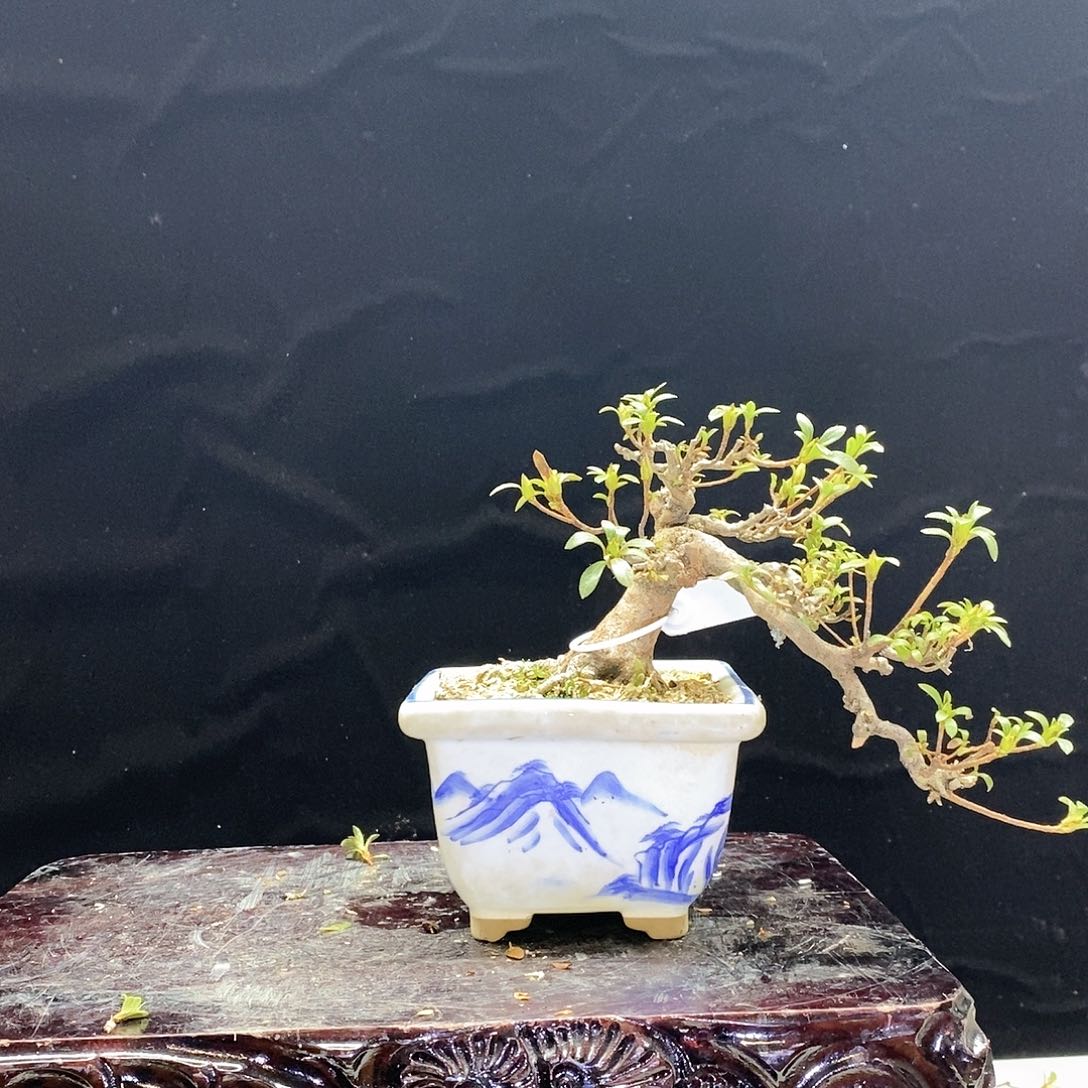 红陶随*鸨羽惠比须8888