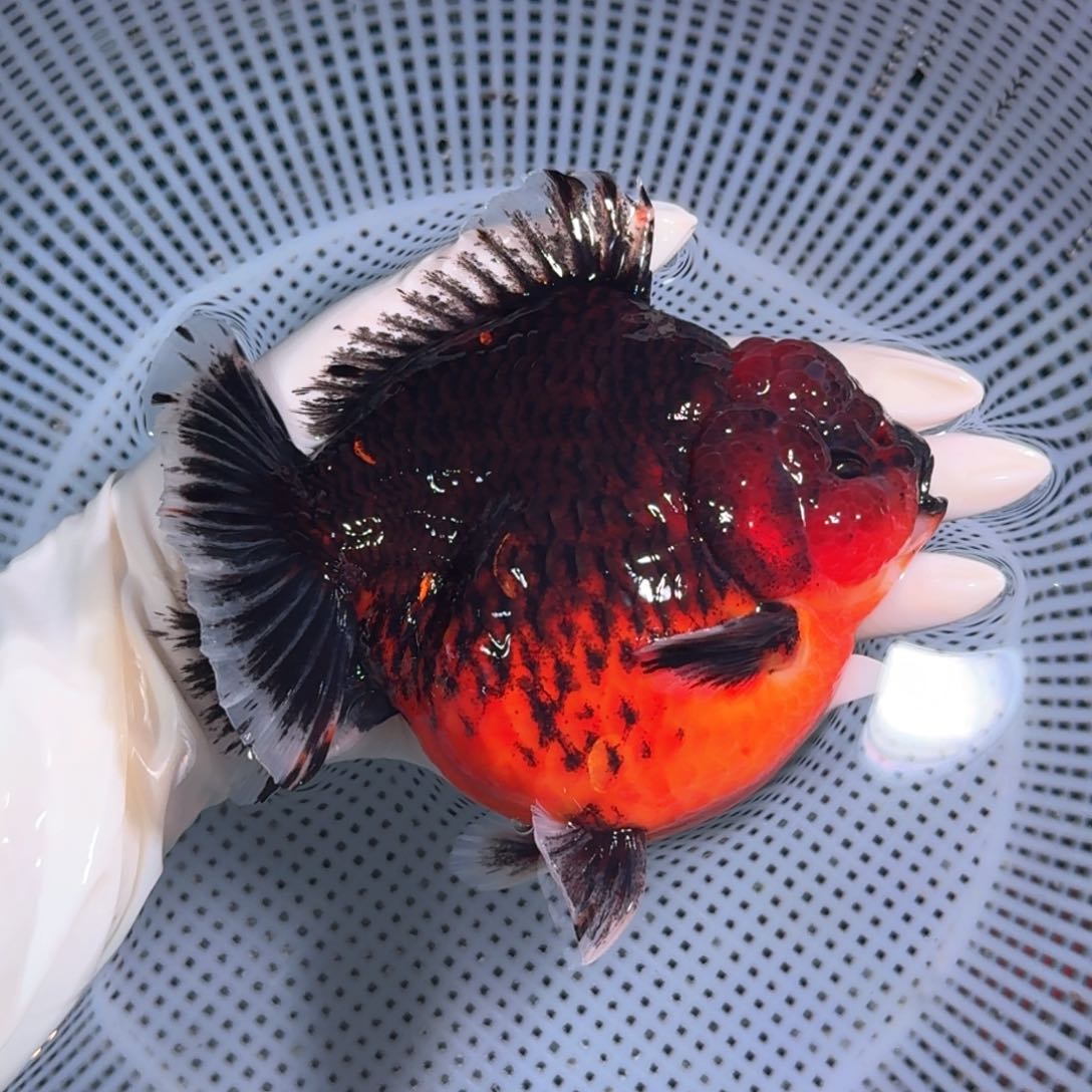 金鱼类不分公母17