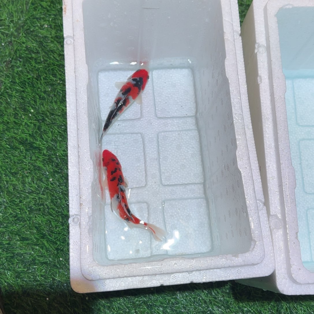 锦鲤锦鲤 观赏鱼锦鲤