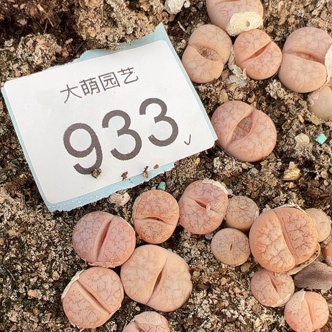 0000933量拍正版C309a拿铁1颗