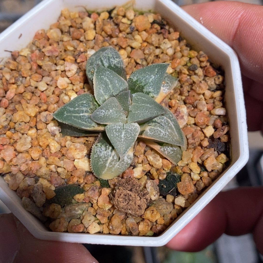 一颗实生磨面寿锦。特价