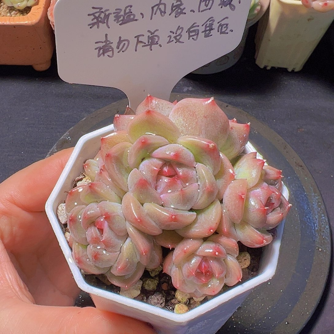 新品多肉，多肉植物