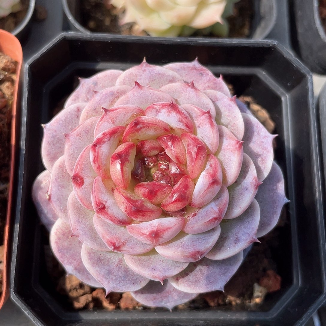 优选天鹅绒9280福利