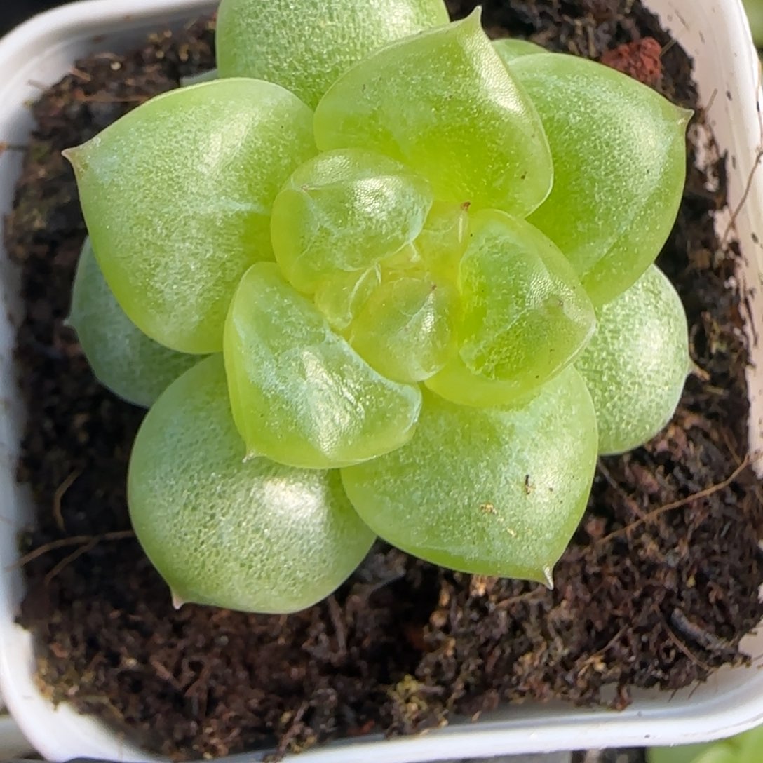 东篱下多肉植物哈哈哈哈